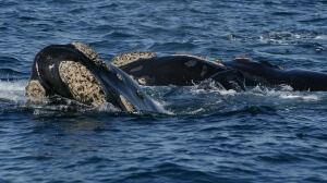 Argentine - Péninsule de Valdes - Baleine franche australe