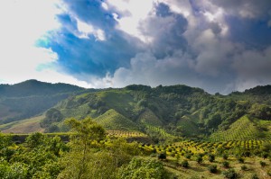 Colombie - Salento - Vallée de Cocora - Latinexperience voyages
