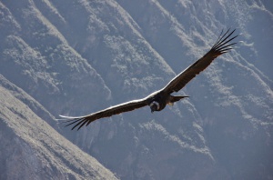 Pérou - Canyon du Colca - Cruz del Condor
