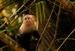 Singes hurleurs dans la forêt du volcan Mombacho